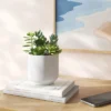Succulent Arrangement In White Pot - Room Essentials™ -RSH Decor Store GUEST 58cc8f33 7b2b 4202 806c cfe765e525bf