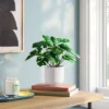 4.6"x7.2" Monstera Artificial Plant - Room Essentials™