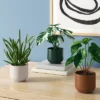 3pk 7.87" Monstera Artificial Plants - Room Essentials™ -RSH Decor Store GUEST ba693c8c 4de0 4609 af83 c774067a54c0