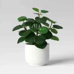 Core Plant Multipack In White Pot - Room Essentials™ -RSH Decor Store GUEST ce3585df ff54 4e02 b2cd 15d0ecaf7cf5